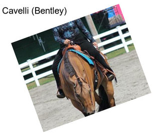 Cavelli (Bentley)