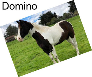 Domino