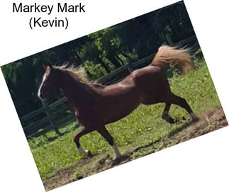 Markey Mark (Kevin)