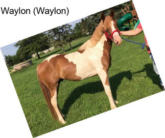 Waylon (Waylon)