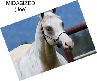 MIDASIZED (Joe)