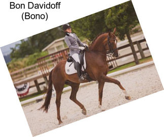 Bon Davidoff (Bono)
