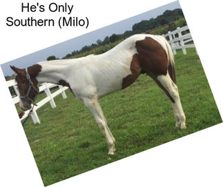 He\'s Only Southern (Milo)