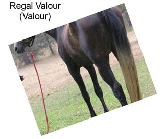 Regal Valour (Valour)