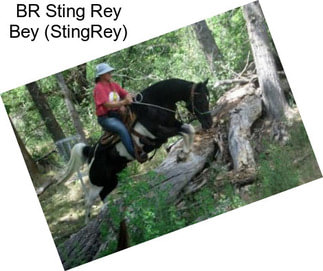 BR Sting Rey Bey (StingRey)