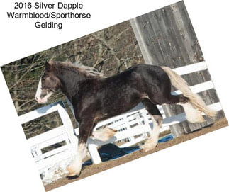 2016 Silver Dapple Warmblood/Sporthorse Gelding