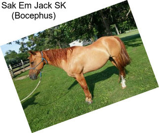 Sak Em Jack SK (Bocephus)