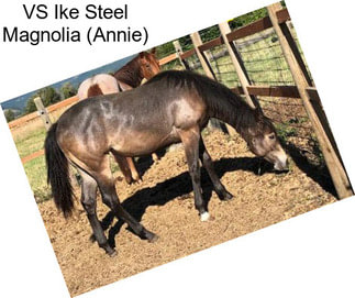 VS Ike Steel Magnolia (Annie)