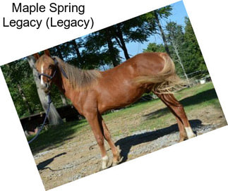 Maple Spring Legacy (Legacy)