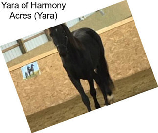 Yara of Harmony Acres (Yara)