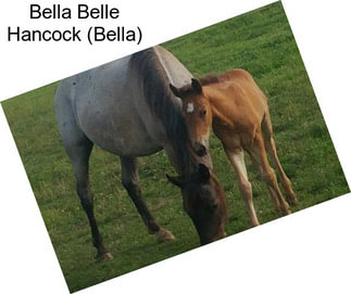 Bella Belle Hancock (Bella)