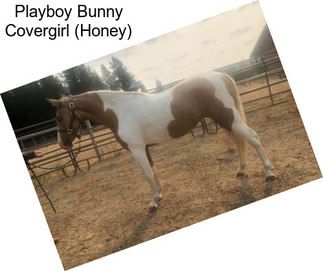 Playboy Bunny Covergirl (Honey)