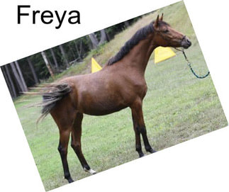 Freya