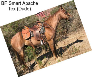 BF Smart Apache Tex (Dude)
