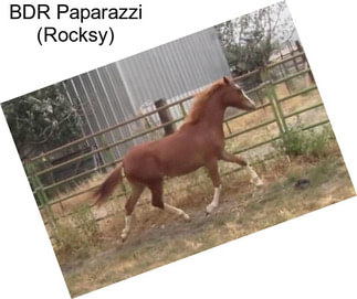 BDR Paparazzi (Rocksy)