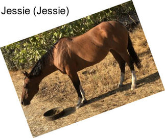 Jessie (Jessie)