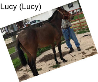 Lucy (Lucy)