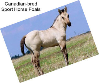 Canadian-bred Sport Horse Foals