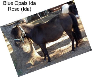 Blue Opals Ida Rose (Ida)