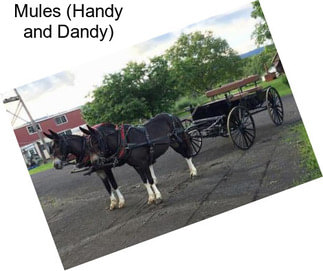 Mules (Handy and Dandy)