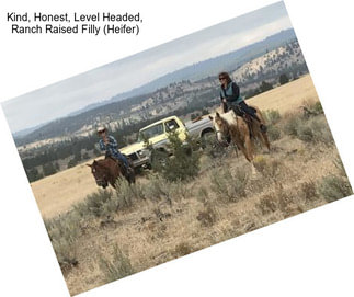 Kind, Honest, Level Headed, Ranch Raised Filly (Heifer)