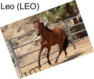 Leo (LEO)