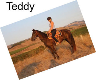 Teddy