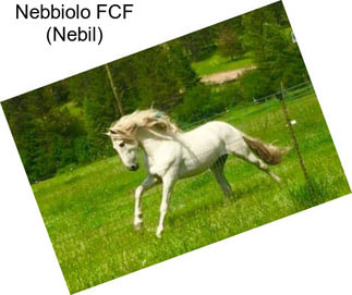 Nebbiolo FCF (Nebil)