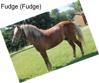 Fudge (Fudge)