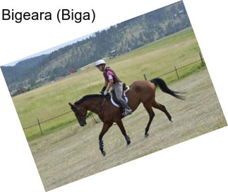 Bigeara (Biga)