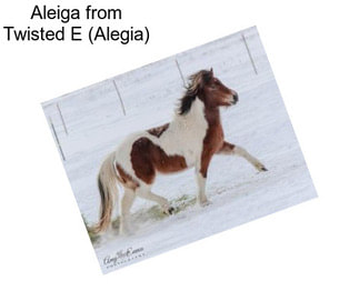 Aleiga from Twisted E (Alegia)