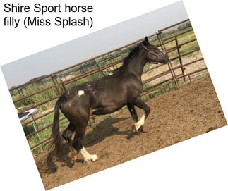 Shire Sport horse filly (Miss Splash)