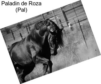 Paladin de Roza (Pal)