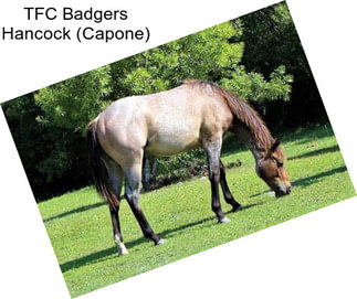 TFC Badgers Hancock (Capone)