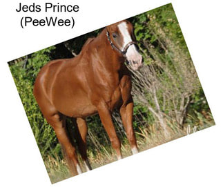 Jeds Prince (PeeWee)