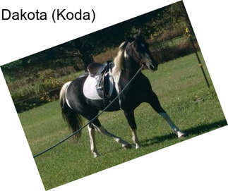Dakota (Koda)