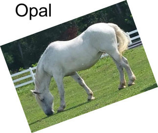 Opal