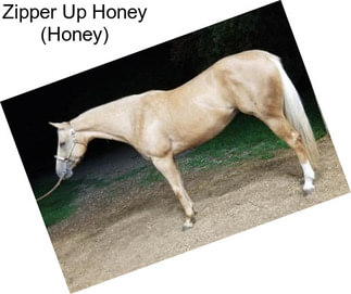 Zipper Up Honey (Honey)
