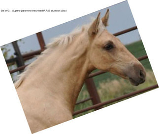 Sol WC - Superb palomino inscribed P.R.E stud colt (Sol)