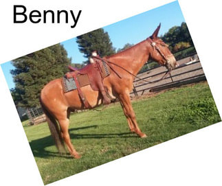 Benny