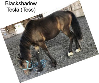 Blackshadow Tesla (Tess)