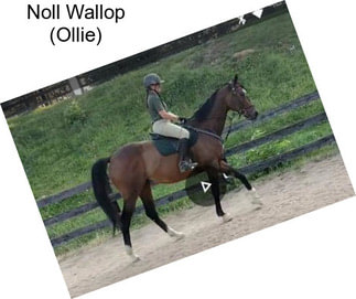 Noll Wallop (Ollie)