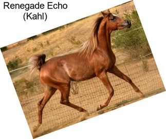 Renegade Echo (Kahl)