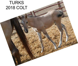 TURKS 2018 COLT