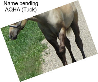 Name pending AQHA (Tuck)