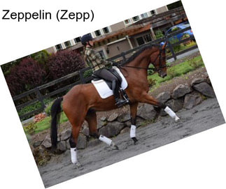 Zeppelin (Zepp)