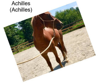 Achilles (Achilles)