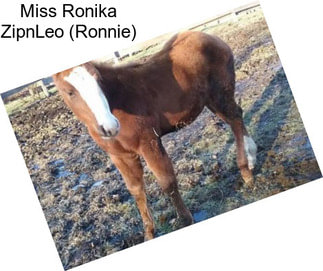 Miss Ronika ZipnLeo (Ronnie)