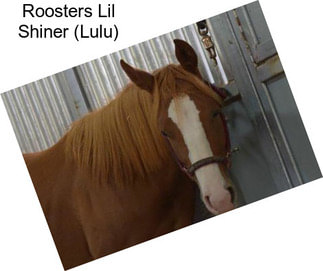 Roosters Lil Shiner (Lulu)