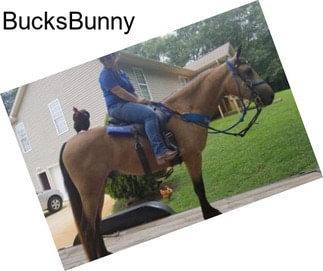 BucksBunny